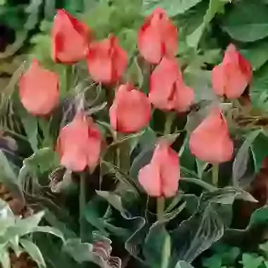 Oratorio